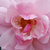 Roz - Trandafir pentru straturi Floribunda - Märchenland®